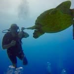 Greg Brandes - @divewvu - Instagram