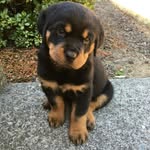 Greg Brandon - @gregbrandon726 - Instagram