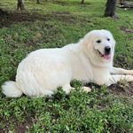Greg Breeden - @maximus_the_mountain_dog - Instagram