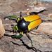 Greg602 beetles breeding - Facebook