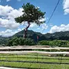gregbriones6 - @gregbriones6 - TikTok