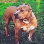 Greg Britton - @greg.britton.3950 - Instagram