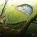 Artworks By Greg Broussard - Facebook