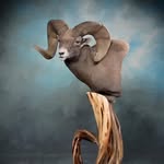 Greg Brumfield - @brumfieldtaxidermy - Instagram