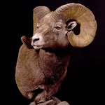 Gregory Brumfield - @brumfield.taxidermy - Instagram