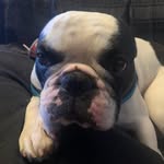 Gregorio - @greg__bull - Instagram