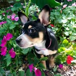 Greg Burrows - @millicent.rose.pup - Instagram