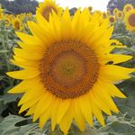 Greg Cheney - @wahoodaddy - Instagram
