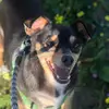 Greg the doggo 🐕 - @greg_the_chippin - TikTok