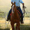 Greg Cook - @g.cookhorsemanship - Instagram