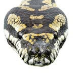 Greg Cooper - @gc_reptiles - Instagram