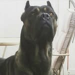 Fogarty Cane Corso - @gregcanecorso - Instagram