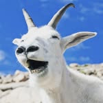 Greg Cote - @therealmgoat - Instagram