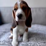 Uncle Dave and Cousin Greg - @cousingregthebeagle - Instagram