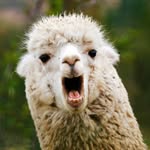 Greg & Craig - @yeet_for_the_llamas - Instagram