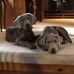 Greg Dillingham - Facebook