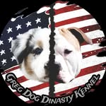 Allevamento American Bully e Pastore Australiano - @greg_dog_dinasty_kennel - Instagram