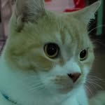 Greg 😾 - @gregdosaiko - Instagram