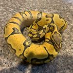 Greg Dobbs - @broken_road_reptiles - Instagram