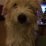 Greg Dowle - @gregdowle - Instagram
