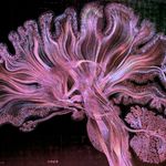 Greg Dunn Neuro Art - @gdunnart - Instagram