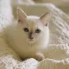 Gregbert - @gregbert.the.cat - TikTok