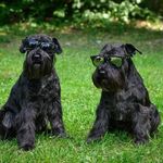 🌟Greger 🌟Boston 🌟Strandsmedjans Simon o Black Boston 🌟 - @greger_boston_minischnauzer - Instagram