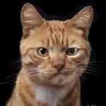 Feel.cats3735 - @greg_fillatov - Instagram