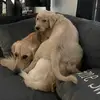 Fred and Greg the Dawgs - @fredandgregthedawgs - TikTok