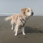 Greg Gibbs - @grokdog - Instagram