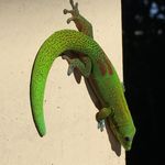 Greg Glass - @el_hierbero - Instagram