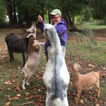 Greg Graves - @oldgoatfarm - Instagram