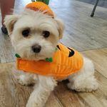 Greg Henley - @realtrguy - Instagram