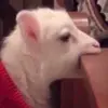 greg.hirsch - @greg.hirsch - TikTok
