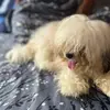 Greg Hofman - @greg.hofman - TikTok