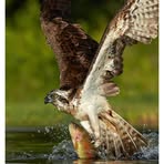 Greg Hollabaugh - Facebook