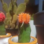 Greg Hubert - @herrchao00 - Instagram