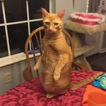 Greg Jacobelli - @gregjacobelli - Instagram