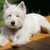 Greg Jolly - @greg.jolly - TikTok