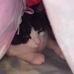 Greg Kirkham - @i_am_greg_the_cat - Instagram