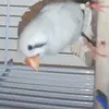 stinkybitch162 - @gregknottinghillperiod - TikTok
