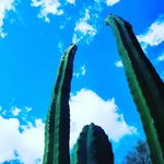 Greg Kohler - @desertskywoodcraft - Instagram