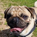 Greg | Loving pug - @greg_the_pugs - Instagram