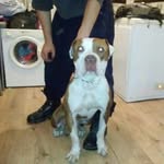.assie - @gregmassie6 - Instagram