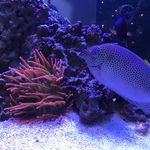 Greg McLaughlin - @leaky_reef - Instagram