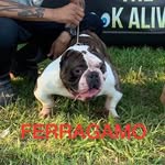 Greg Meadows - @valley_of_the_kings_dobermans - Instagram