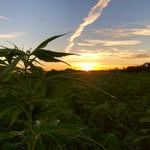 Greg Moon - @waltanna_farms - Instagram