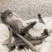 Nemeth Greg - Facebook