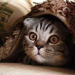 Greg Pacheco - @greg.pacheco.7758 - Instagram