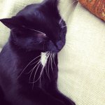 Greg Pelletier - @sporksincaspot - Instagram